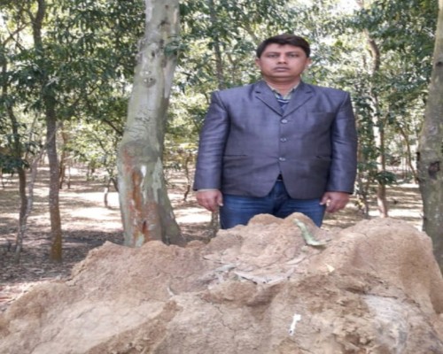 দেয়ালিকা